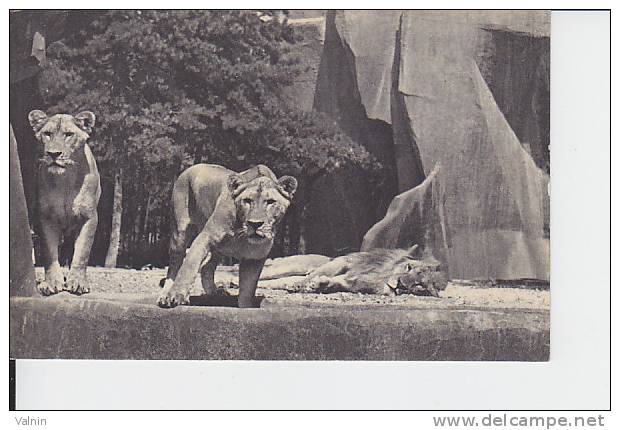 Lion Et Lionnes - Lions