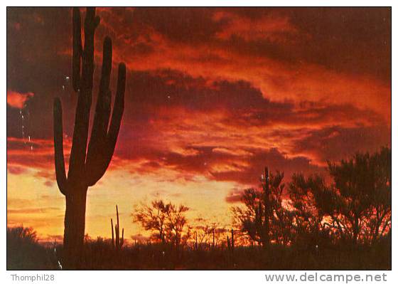 ARIZONA - Desert Sunset - No Moment Is So Reverent As Sunset In The West. Here The Blanding Of The Desert And The Sky... - Otros & Sin Clasificación