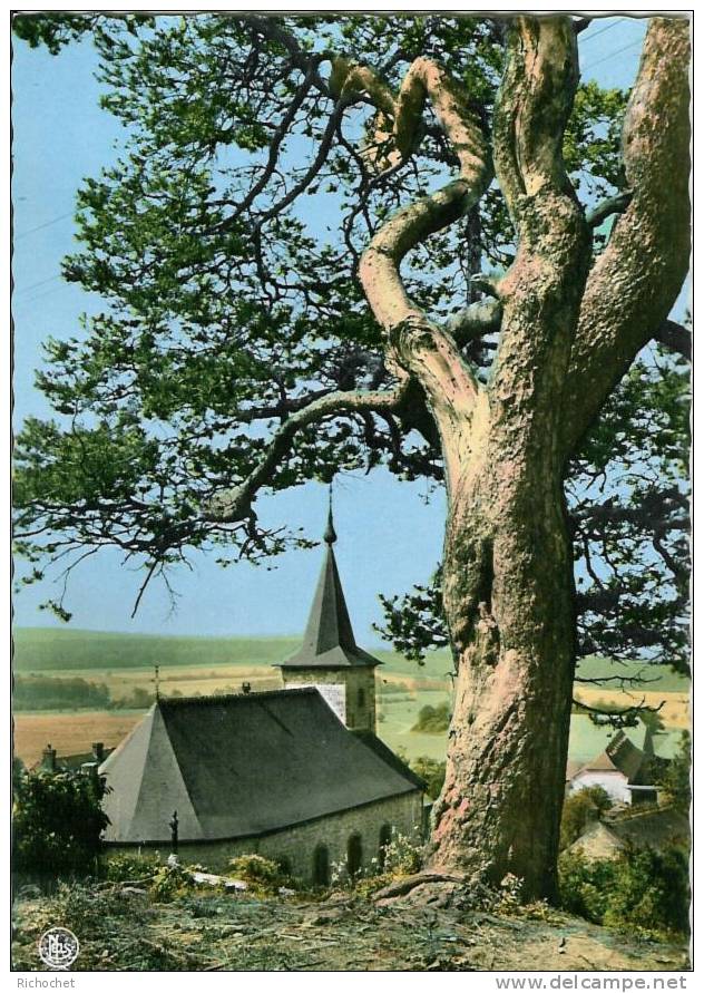 Roly - L'Eglise Et Le Vieux Pin (Environs De Mariembourg) - Couvin