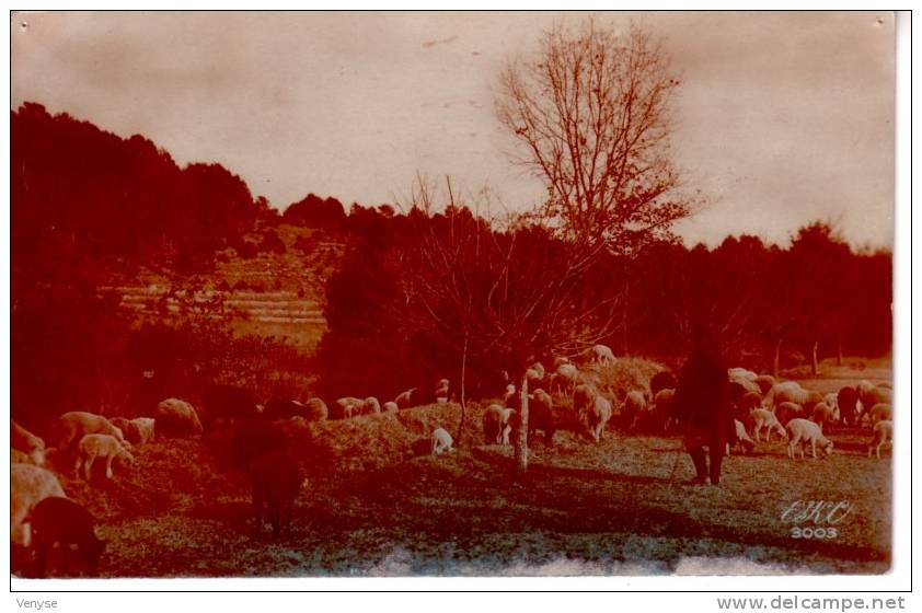 Carte Photo à Localiser : Berger Et Ses Moutons Dans La Montagne - Allevamenti