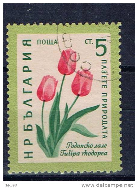 BG+ Bulgarien 1960 Mi 1165 Tulpen - Usati