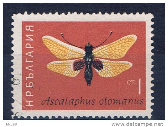 BG+ Bulgarien 1964 Mi 1446 Schmetterling - Used Stamps