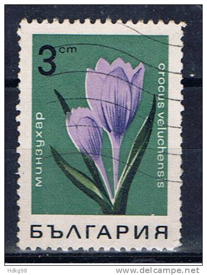 BG+ Bulgarien 1967 Mi 1793 Blume - Used Stamps