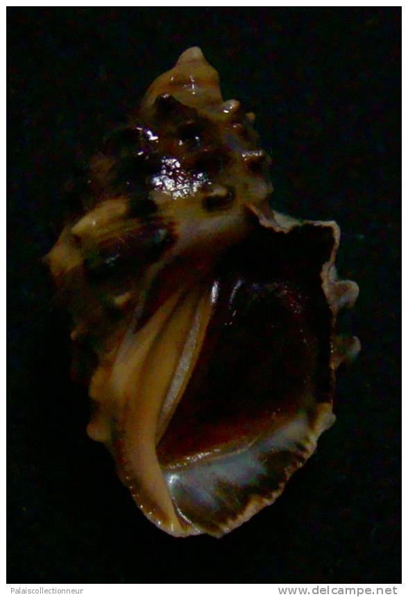 N°2521 //  PLICOPURPURA  PATULA " VARIETE "  " MARTINIQUE " //  GEM : 30,8mm //  PEU COURANTE . - Seashells & Snail-shells