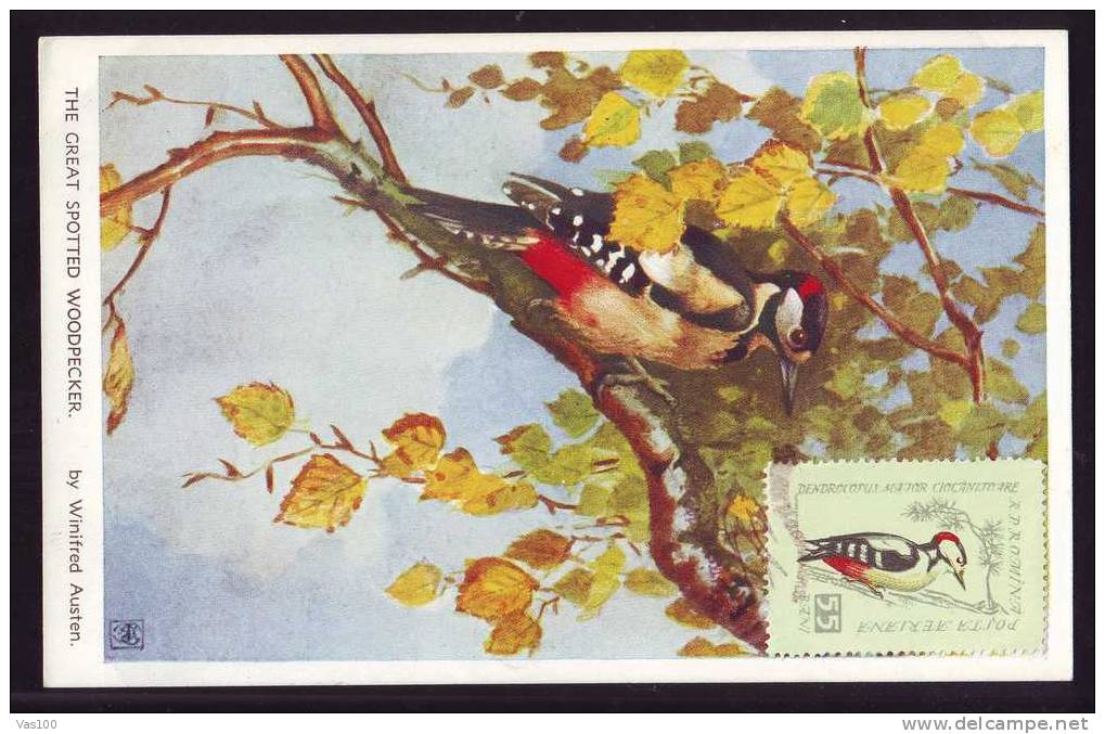 Bird Woodpecker  1959 Very Rare Maxicard,carte Maximum Obliteration FDC - Romania. - Climbing Birds