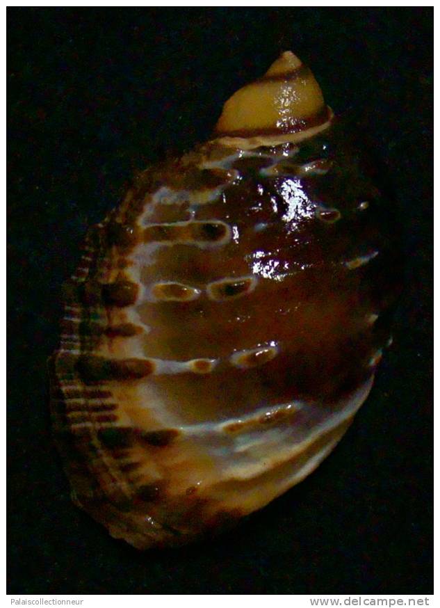 N°2524 //  PLICOPURPURA  PATULA " VARIETE "  " MARTINIQUE " //  F+/ F++ : 46,7mm //  PEU COURANTE . - Seashells & Snail-shells