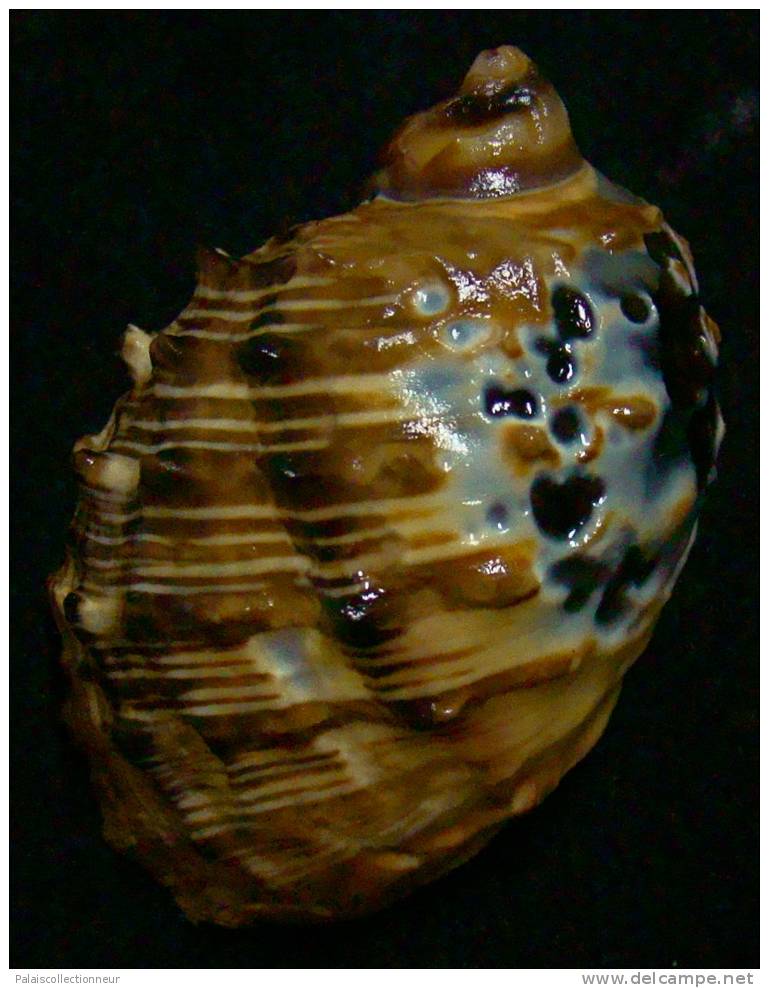 N°2525 //  PLICOPURPURA  PATULA " VARIETE "  " MARTINIQUE " //  F+/ F++ : GROSSE : 57,6mm //  PEU COURANTE . - Seashells & Snail-shells