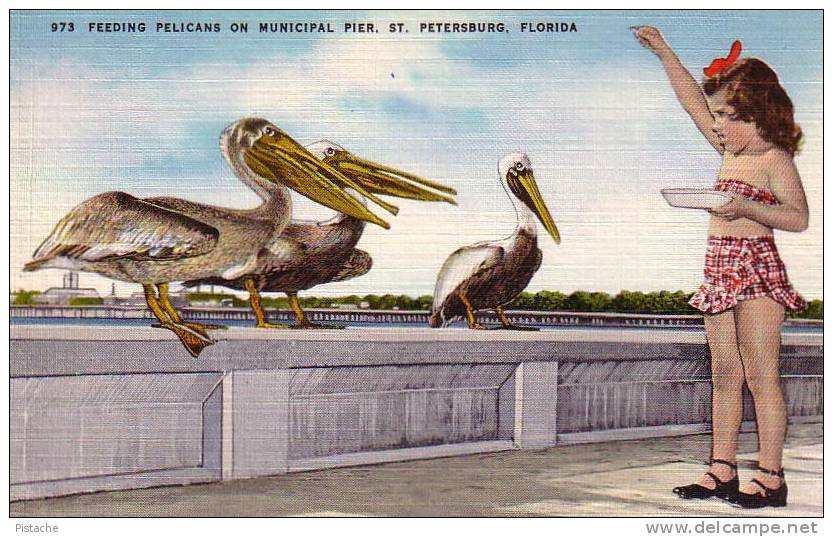 Feeding Pelicans - 1940´s Original Tichnor Linen #973 - Mint Impeccable - Tampa