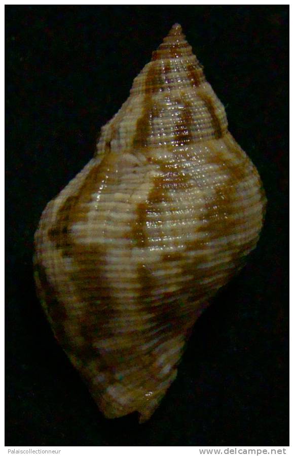 N°2533 //  STRAMONITA  HAEMASTOMA  FLORIDANA   " MARTINIQUE " //  GEM :  35,1mm //  PEU COURANT . - Seashells & Snail-shells