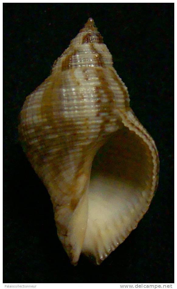 N°2533 //  STRAMONITA  HAEMASTOMA  FLORIDANA   " MARTINIQUE " //  GEM :  35,1mm //  PEU COURANT . - Seashells & Snail-shells