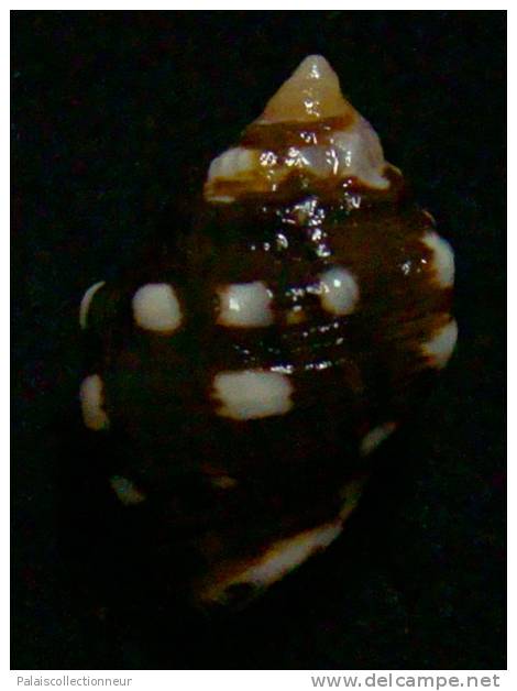 N°2534 //  STRAMONITA  ( Acanthais )  BREVIDENTATA   " GALAPAGOS " //  GEM :  23,4mm //  PEU COURANT . - Coquillages