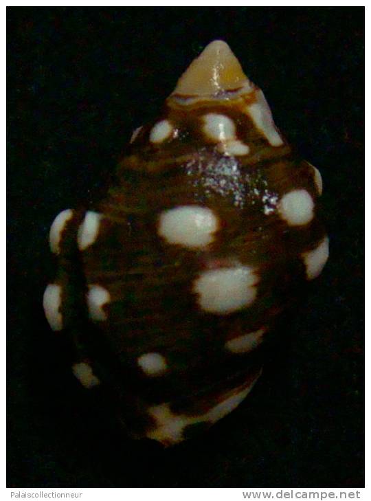 N°2536 //  STRAMONITA  ( Acanthais )  BREVIDENTATA   " GALAPAGOS " //  GEM :  26,3mm //  PEU COURANT . - Seashells & Snail-shells