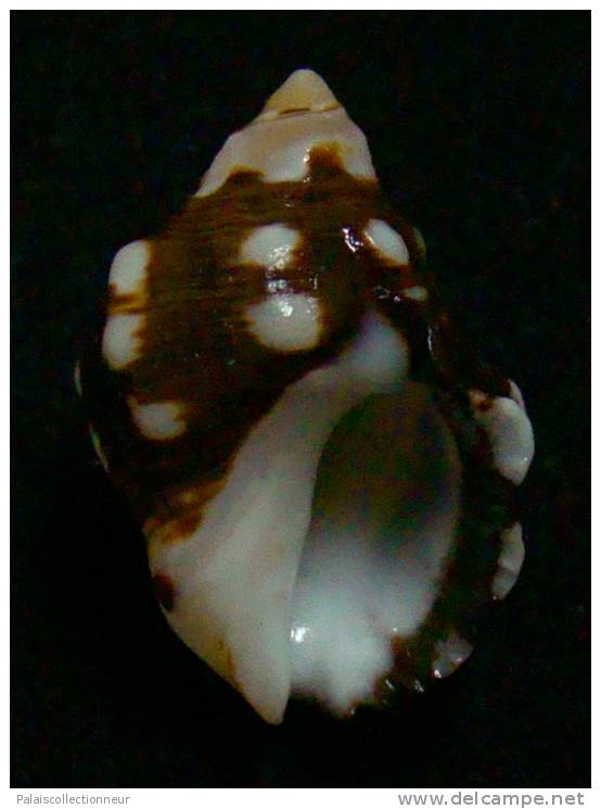 N°2536 //  STRAMONITA  ( Acanthais )  BREVIDENTATA   " GALAPAGOS " //  GEM :  26,3mm //  PEU COURANT . - Seashells & Snail-shells