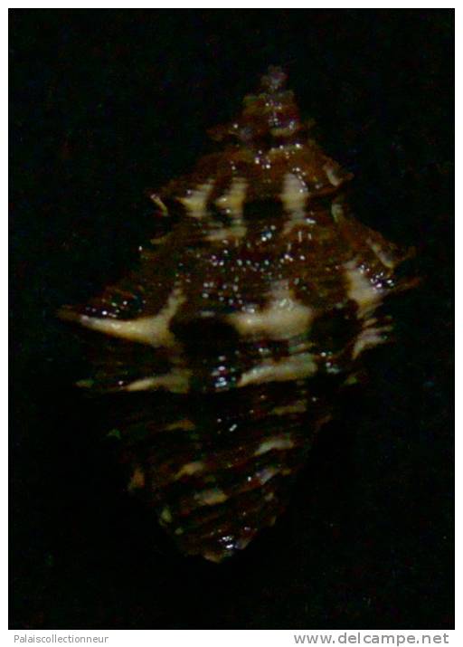 N°2538 //  SEMIRICINULA  TURBINOIDES   " Nelle-CALEDONIE " //  GEM :  22,6mm //  ASSEZ RARE . - Seashells & Snail-shells