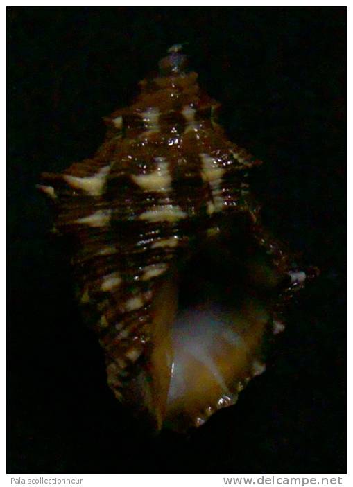 N°2538 //  SEMIRICINULA  TURBINOIDES   " Nelle-CALEDONIE " //  GEM :  22,6mm //  ASSEZ RARE . - Seashells & Snail-shells