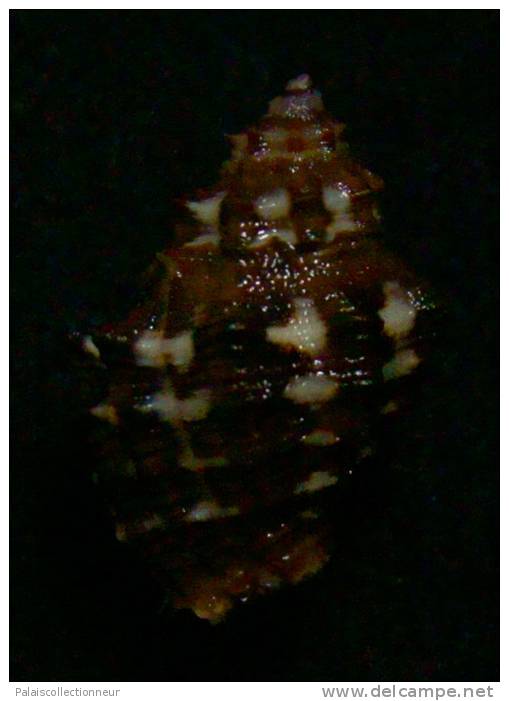 N°2539 //  SEMIRICINULA  TURBINOIDES   " Nelle-CALEDONIE " //  GEM :  22,6mm //  ASSEZ RARE . - Seashells & Snail-shells