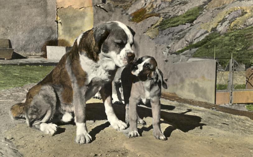 Animaux - Chiens Saint Bernard - Chiens