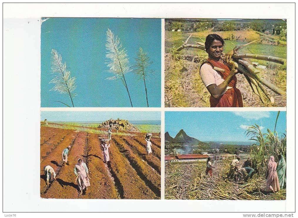 MAURICE  -  SUGAR CANE FLOWERS, PLANTING   & HARVESTING -  Fleurs De Canne, Plantation Et Récolte - N° 19 - Mauricio