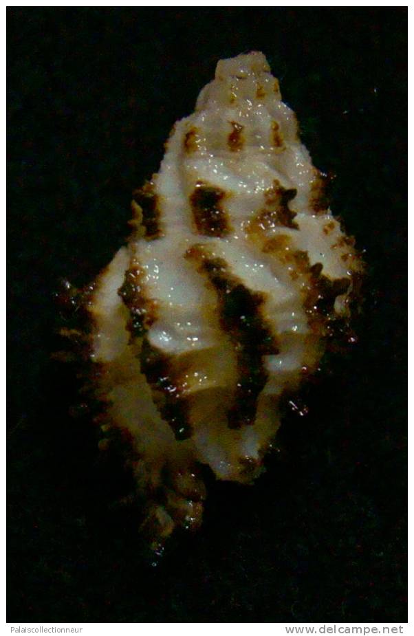 N°2553 //  MURICOPSIS ( Muricopsis ) CUSPIDATUS " VARIETE N°2 "  " Nelle-CALEDONIE " //  F/ F+ : 22mm //  RARE . - Coquillages