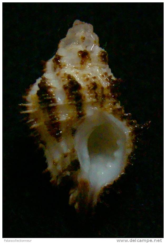 N°2553 //  MURICOPSIS ( Muricopsis ) CUSPIDATUS " VARIETE N°2 "  " Nelle-CALEDONIE " //  F/ F+ : 22mm //  RARE . - Coquillages