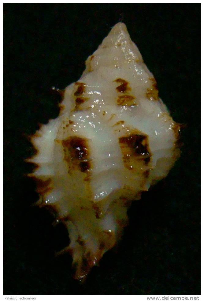 N°2554 //  MURICOPSIS ( Muricopsis ) CUSPIDATUS " VARIETE N°2 "  " Nelle-CALEDONIE " //  F+/ F++ : 24,6mm //  RARE . - Coquillages