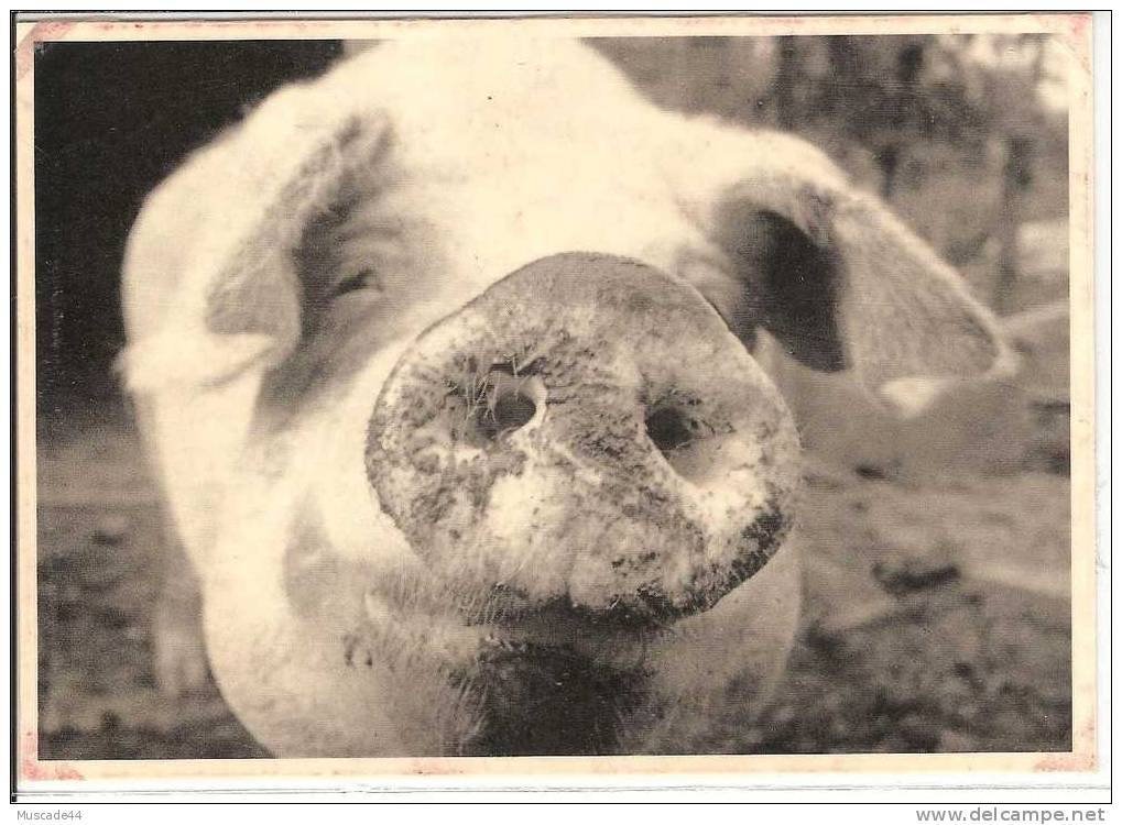 HUMOUR ANIMALIER -  TETE D UN COCHON - C EST TOI - Pigs