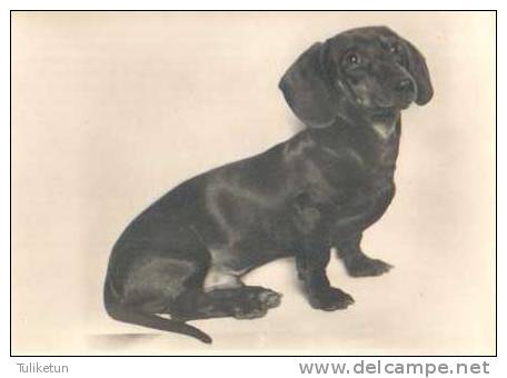 Dachshund - Basset - Teckel - Tackel - Tekkel - Dackel - Dog - Chien - Cane - Hund - Hond - Perro - Chiens