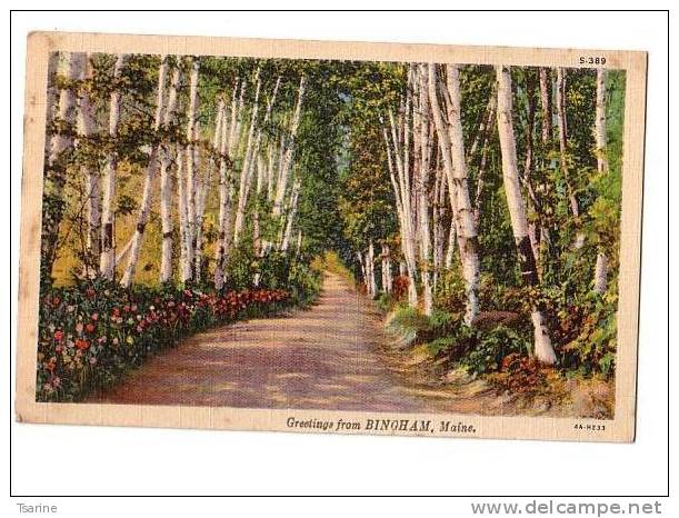 ETATS-UNIS - Grettings From Bingham Maine : Chemin Dans Les Bois - Other & Unclassified