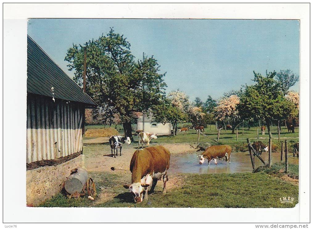 VACHES -  FERME NORMANDE -  Charmes Et Couleurs De La Normandie - - Allevamenti