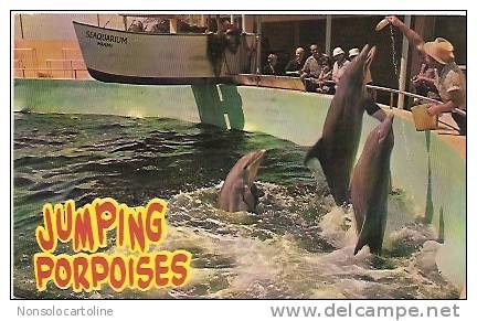 Jumping Porpoises Delfini - Delfines