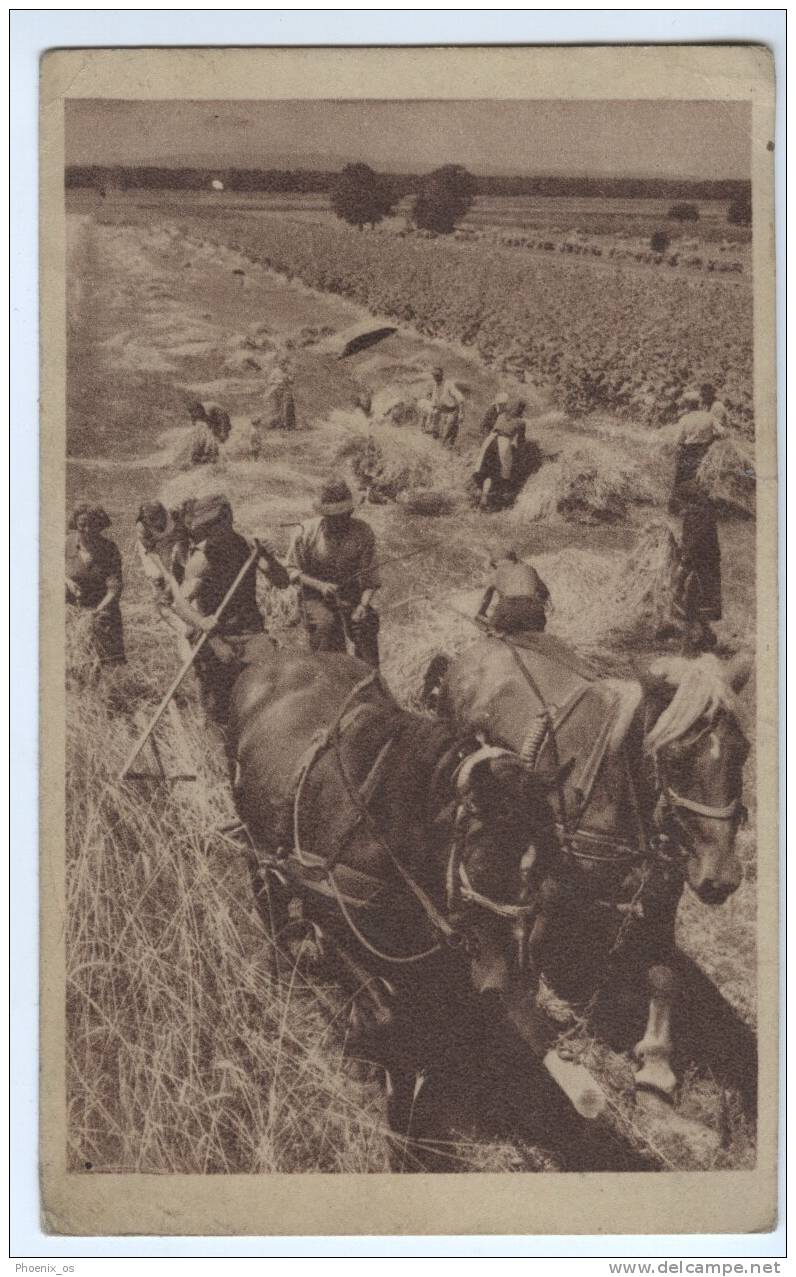 HARVEST - Horse Tandem, Postcard, 1953. - Landbouw