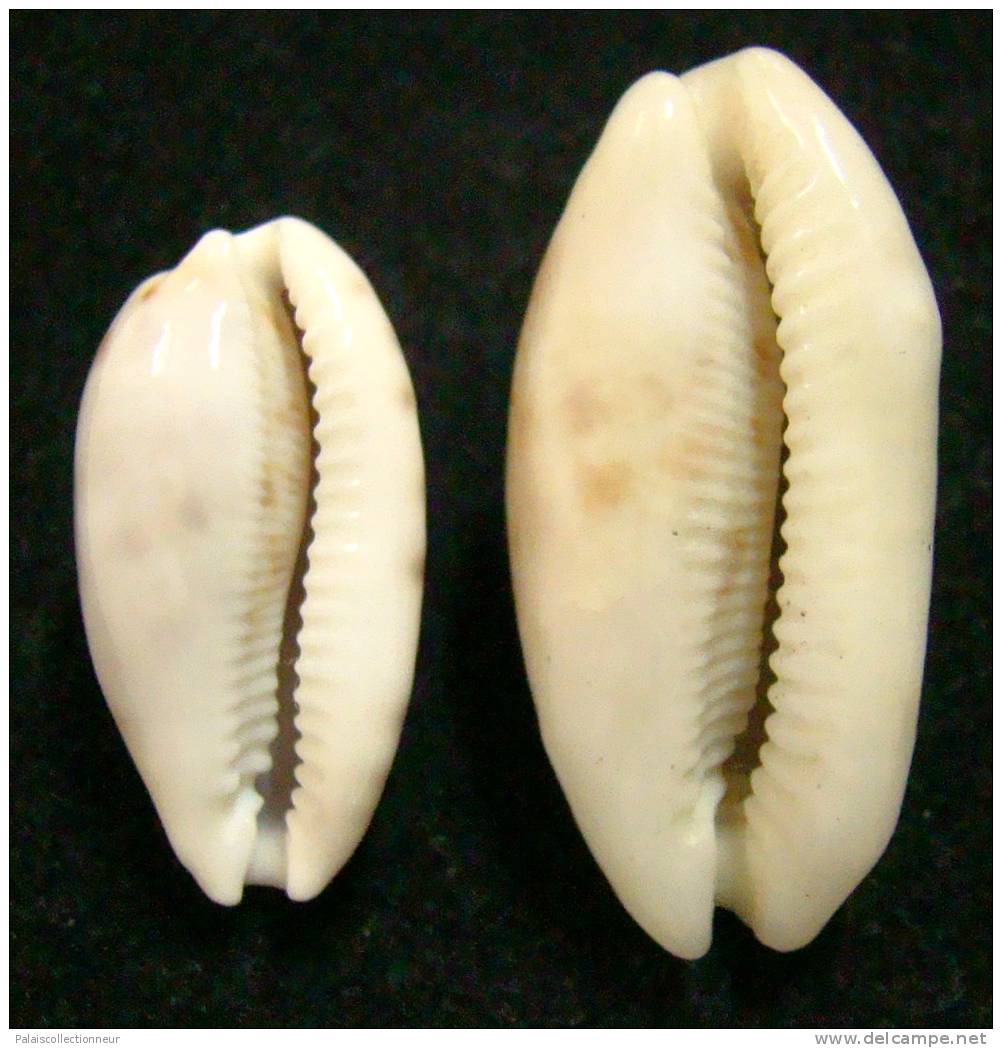N°2605 //  CYPRAEA  TERES TERES " MELANISTIQUE & TRES ROSTREE "  " Nelle-CALEDONIE " //  FINE :  33,7mm // RARISSIME . - Seashells & Snail-shells