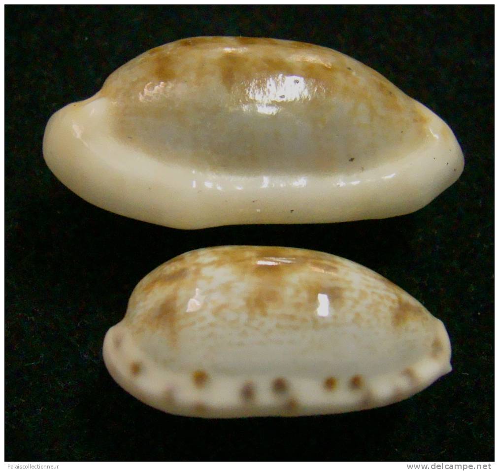 N°2605 //  CYPRAEA  TERES TERES " MELANISTIQUE & TRES ROSTREE "  " Nelle-CALEDONIE " //  FINE :  33,7mm // RARISSIME . - Seashells & Snail-shells