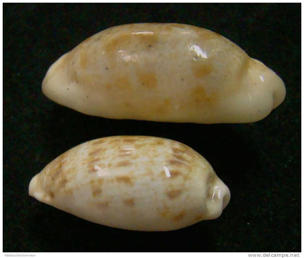 N°2605 //  CYPRAEA  TERES TERES " MELANISTIQUE & TRES ROSTREE "  " Nelle-CALEDONIE " //  FINE :  33,7mm // RARISSIME . - Seashells & Snail-shells