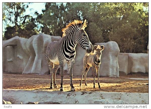Grevy´s Zebra Zebre San Diego Zoo - Zebras