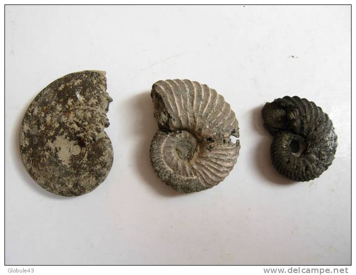 3 AMMONITE ALBIEN  TROYES 2,5 à 4 CM - Fossiles