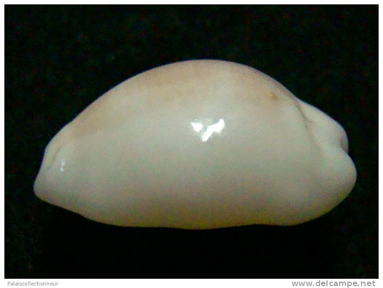 N°2622 //  CYPRAEA CLANDESTINA " TRES ROSTREE "  " Nelle-CALEDONIE " // F+++ : 17,7mm //  TRES RARE . - Coquillages