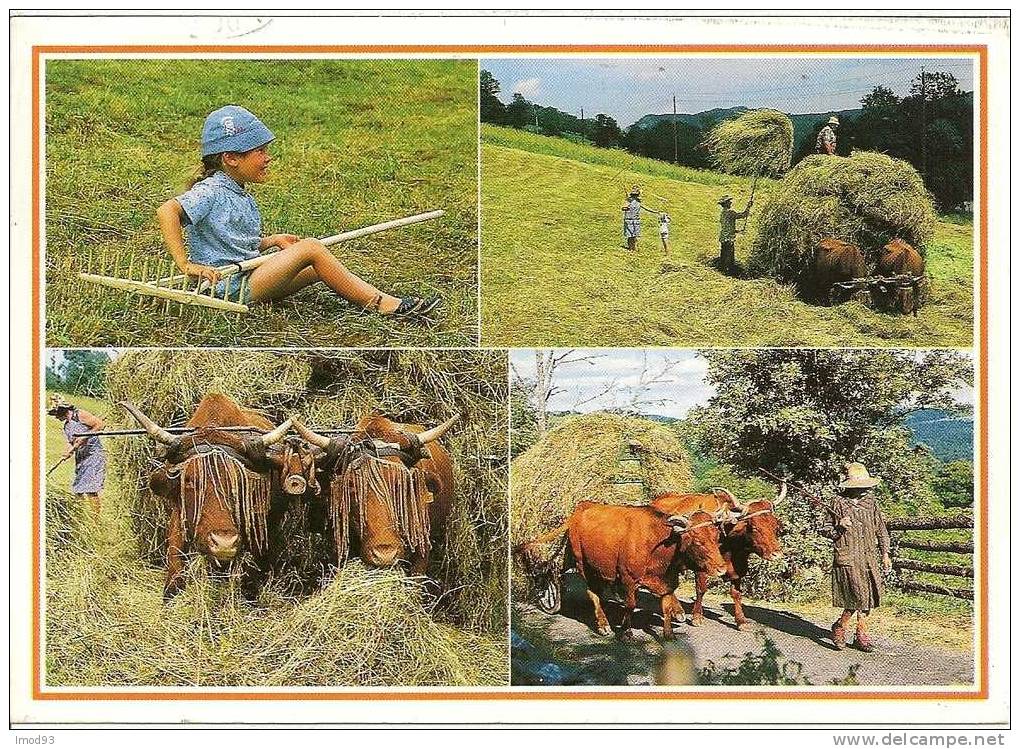 La Fenaison - Vaches Salers Avec Leur Mouchadou - Breeding