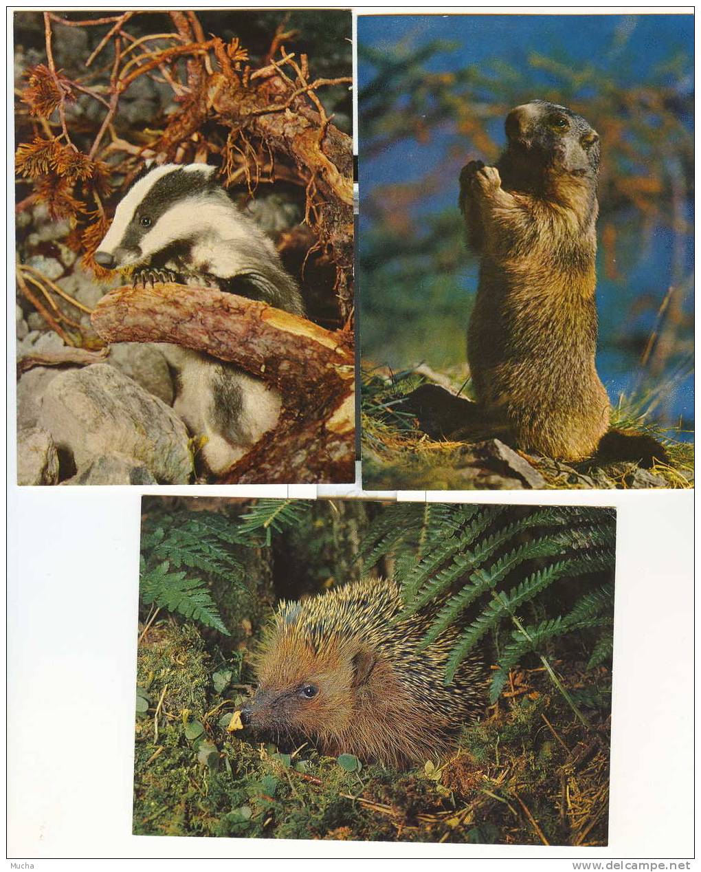 Oblitération Marmotte Série Suisse Pro Juventute Sur 5 Cartes Postales - Sonstige & Ohne Zuordnung