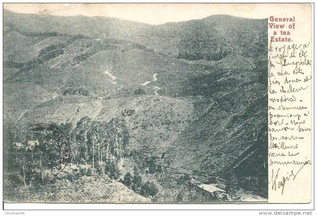 General View Of Tea Estate - A Identifier