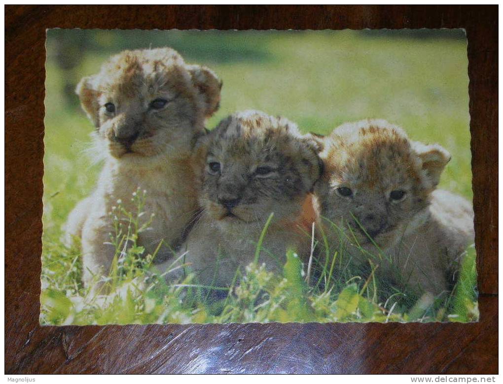 Animals,Baby Lions,Youngs,Kitten,postcard - Leones