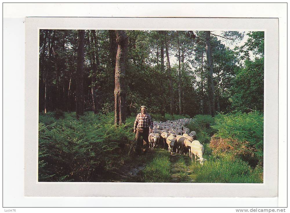 LANDES  -   Le  BERGER  - - Viehzucht