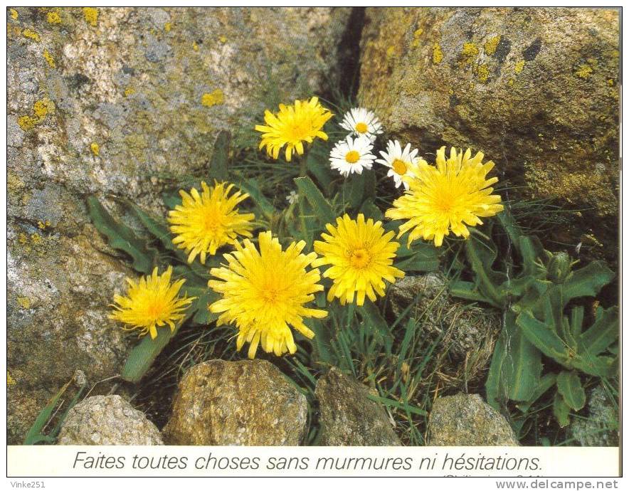 Hieracium, Epervière Faites Toutes Choses Murmures Ni Hésitations Philippiens 2:14 - Autres & Non Classés