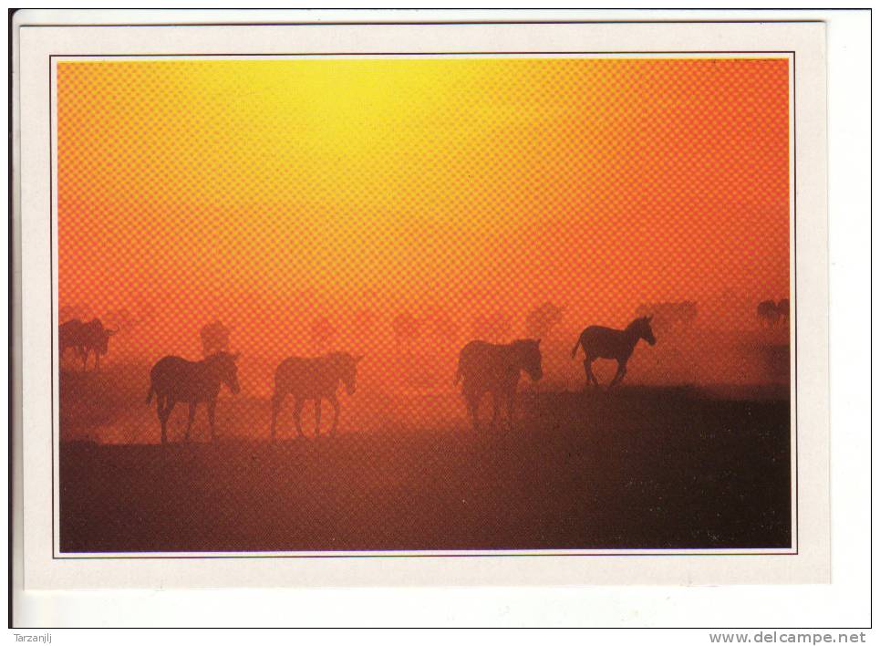 CPM Kenya Masaï Mara Zebras At Sunset - Kenia