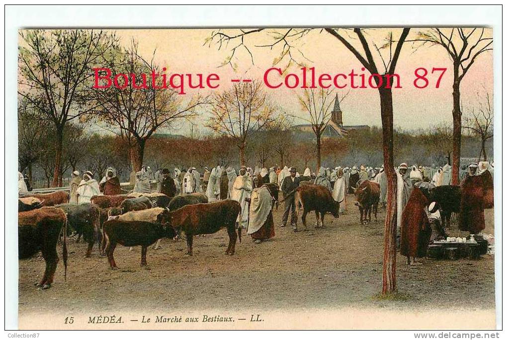 FOIRE & MARCHE Aux BESTIAUX à MEDEA - BOEUFS & VACHES - DOS VISIBLE - Fiere