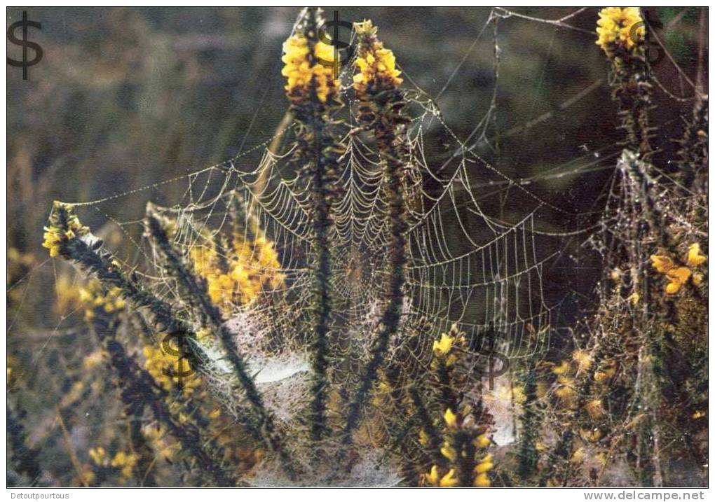 Araignée Arachnée Toile Web Spine 1966 - Insectes