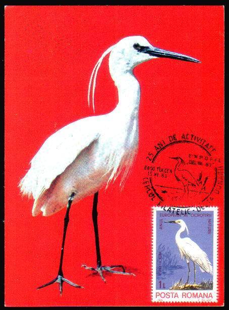 Romania 1983 Maximum Card With Birds Protect Egreta. - Cygnes