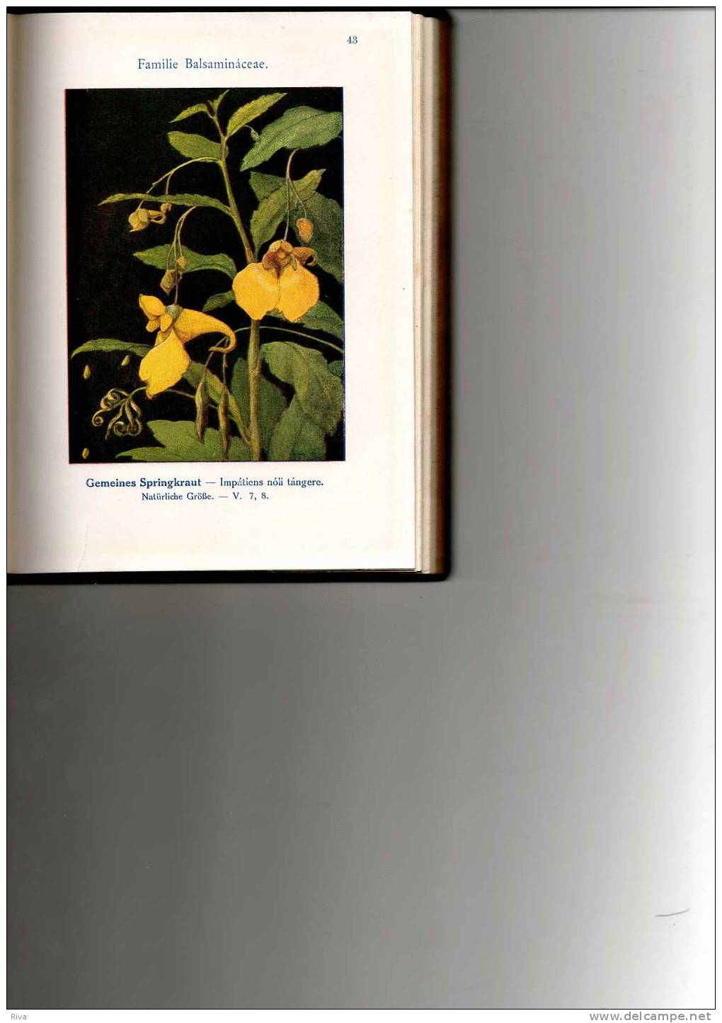 Unsere Waldblumen Und Farngewachse Von Dr. Ludwig  Klein 179 Pages Tableaax En Couleurs - Natura