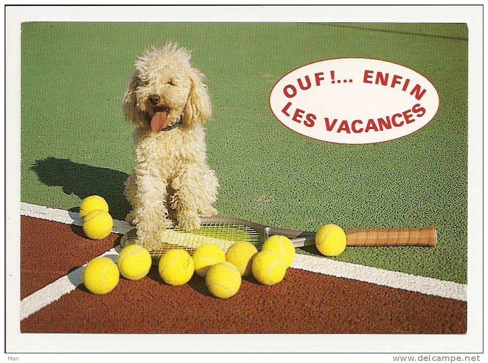 Chien: Caniche Sur Un Terrain De Tennis, Ouf ! ... Enfin Les Vacances (10-914) - Tennis