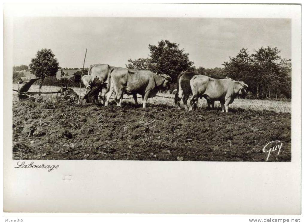 CPM AGRICULTURE CULTURE ET ATTELAGE - Labourage : Attelage De 4 Vaches Et Brabant - Landbouw